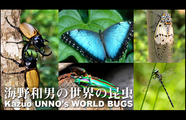 ˤκ (Kazuo UNNO's World Bugs) 